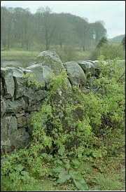 Bladnoch Standing Stone, Wigtown