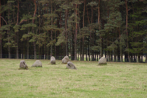 Fortingall E  Stone Circle, Perth and Kinross