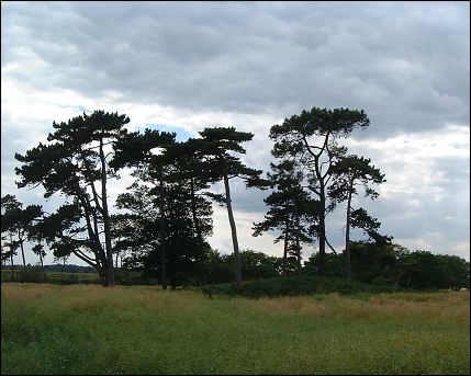 Pole Hill Barrow, Suffolk