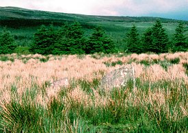 Glantane East Passage Grave, Cork