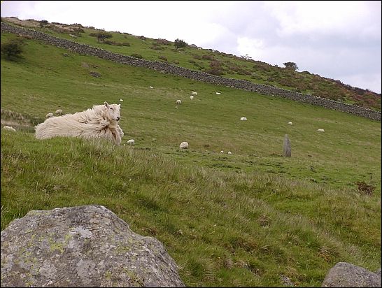 Cae Coch Standing Stone, gwynned